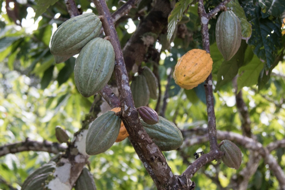 The Buzz on Fair Trade Chocolate Part II - ecokarma